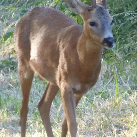 Champêtre Avec Piscine Chauffée, Cheminée, Et Terrasse En Plein Sud - Fr-1-410-131 *