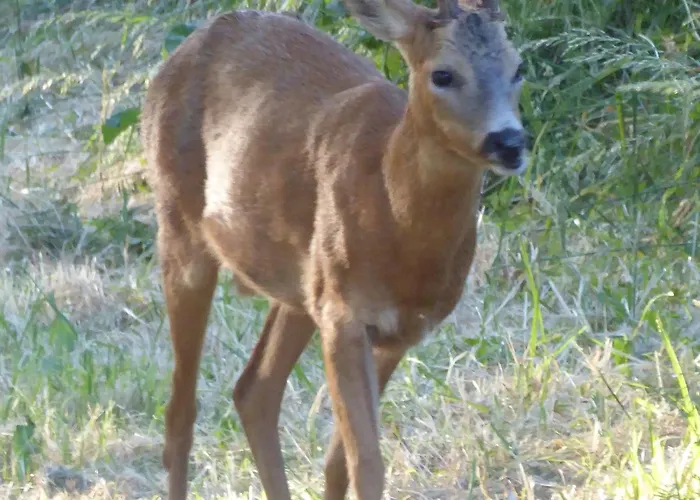 Champêtre Avec Piscine Chauffée, Cheminée, Et Terrasse En Plein Sud - Fr-1-410-131 *
